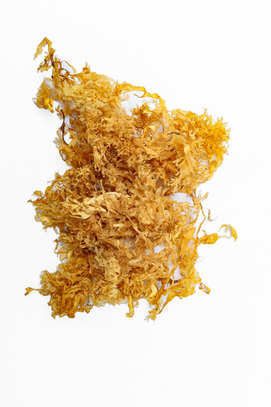 Dry Golden Chondrus Crispus