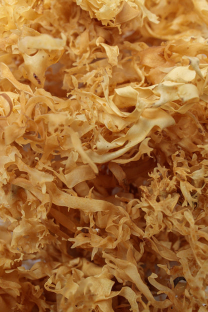 Dry Golden Chondrus Crispus