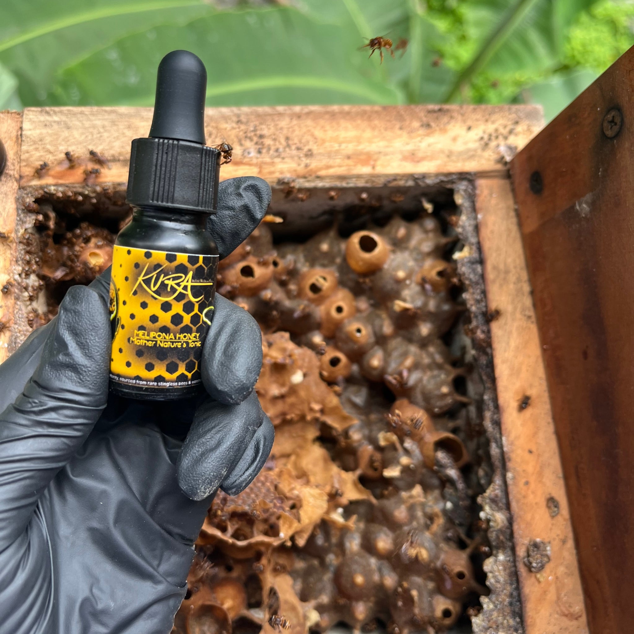 Stingless Bee Honey - Limited - Sales Ends At Midnight