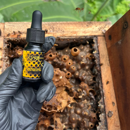 Stingless Bee Honey - Limited - Sales Ends At Midnight