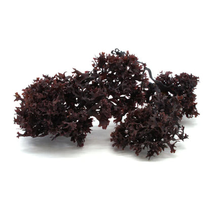 Dry Purple Chondrus Crispus